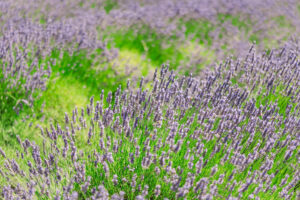 Oregon lavender farms lavender